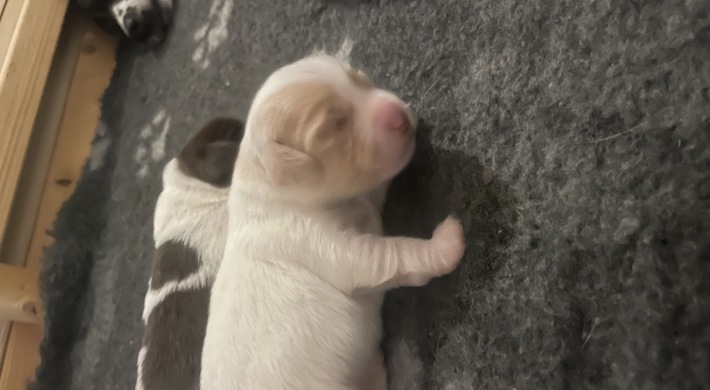 Blandingshvalpe - dansk svensk gårdhund, labrador, bichon frise og malteser