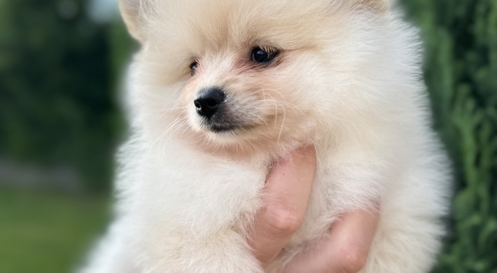 Pomeranian(tæve)