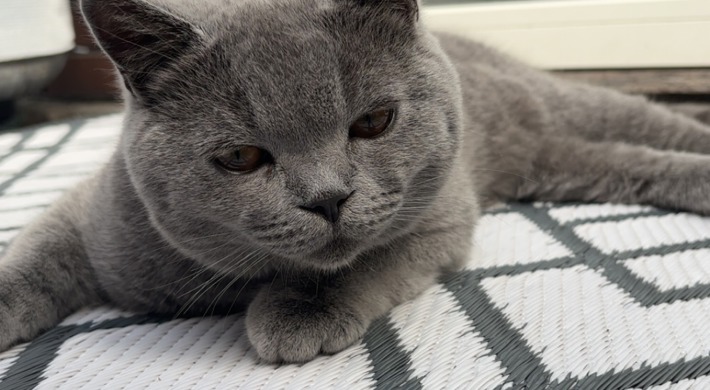 British shorthair 