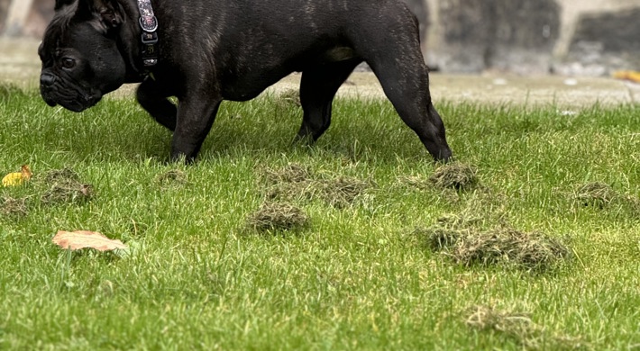 Fransk bulldog tæve på 10 mdr 