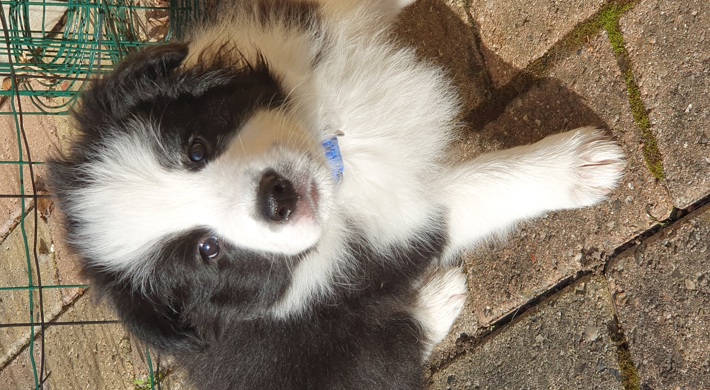 border collie