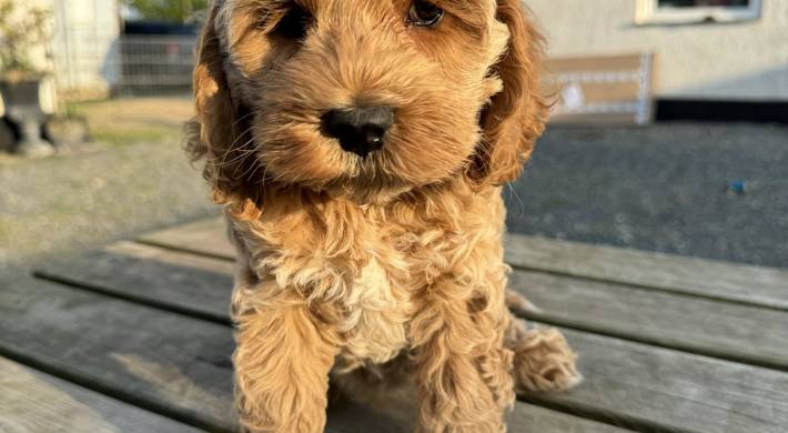 Cockapoo Røde/Sorte