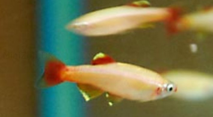 Gul skybjerg fisk (Tanichthys albonubes)