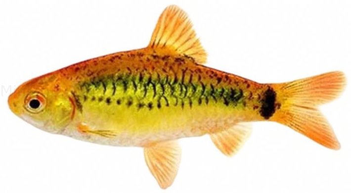 Guld barbe (Puntius Semifasciolatus) Schuberti