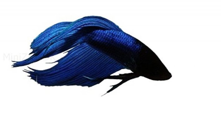 Kampfisk Blå longtail (Betta splendens )