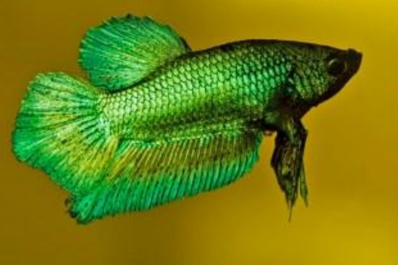 Kampfisk Green (Betta splendens )