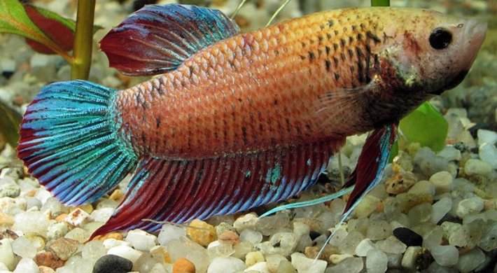 Kampfisk Hun (Betta splendens)