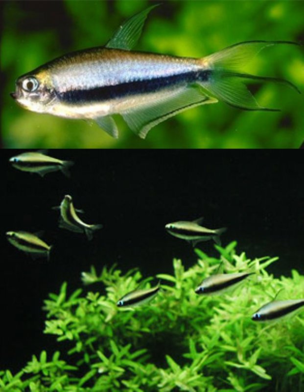 Kejser Tetra (Nematobrycon Palmeri)