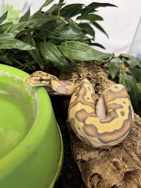 Konge Python (Banana Leopard Butter Het Clown) 1,0