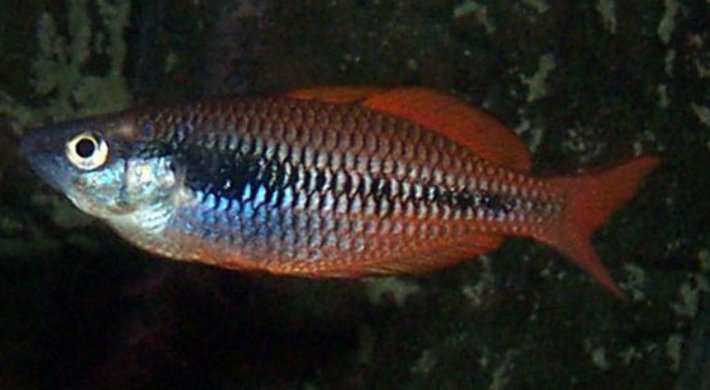 Kuromori Regnbuefisk (Melanotaenia parva)