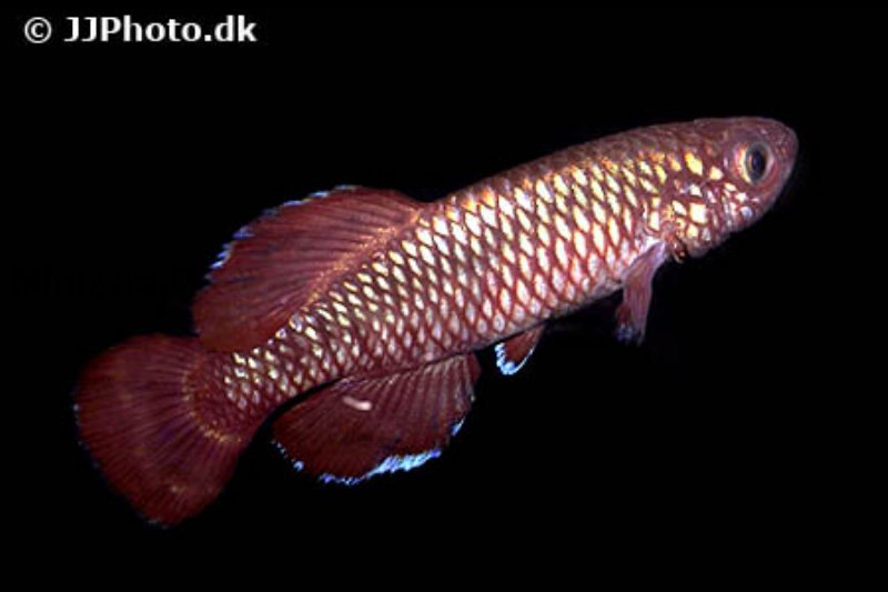 Nothobranchius Korthausae Red (killifisk)