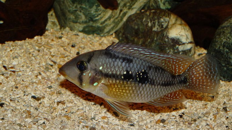 Perlecichlide (Geophagus brasiliensis)