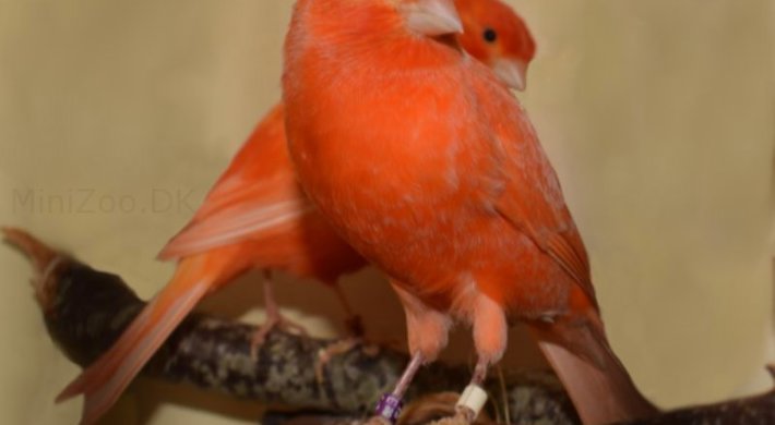 Rød kanariefugl