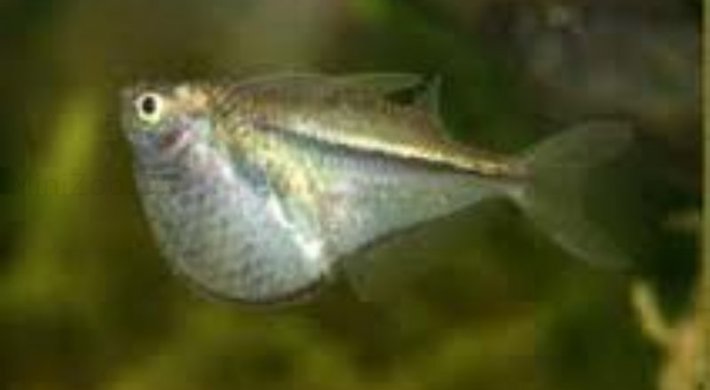 Sølv Øksefisk (Carnegiella marthae)