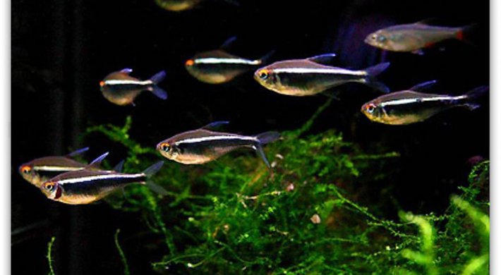 Sort Neon tetra (Hyphessobrycon herbertaxelrodi)