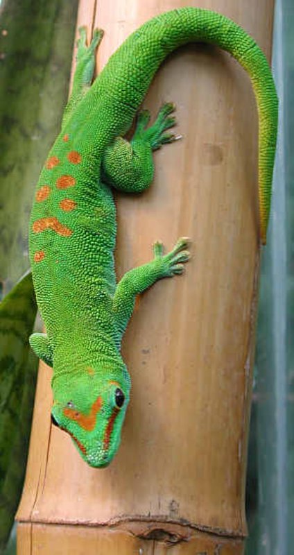 Stor daggekko (Phelsuma madagascariensis grandis)