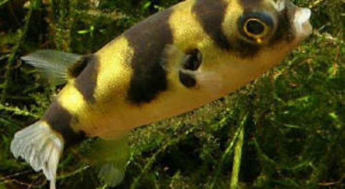 Sydamerikansk kuglefisk (Colomesus asellus)