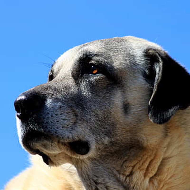 Anatolsk Hyrdehund