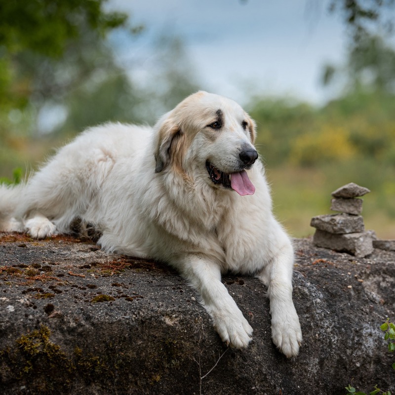 Pyreneerhund | Hundeleksikon