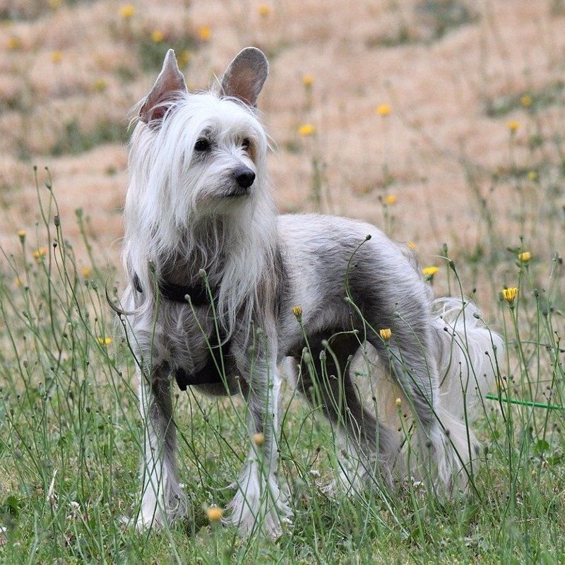 Chinese Crested Powder Puff