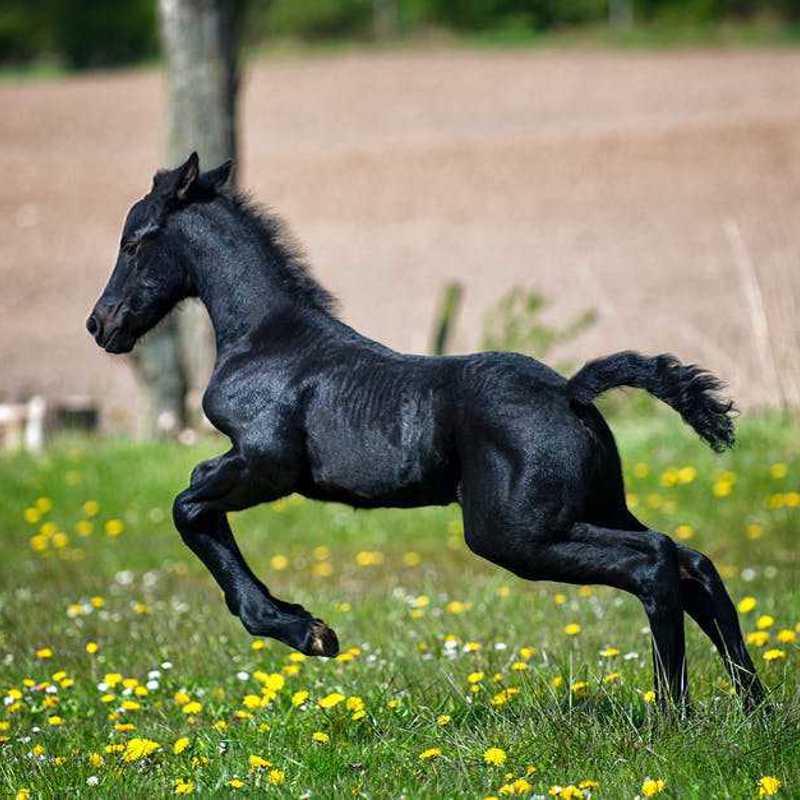 Tysk Pony