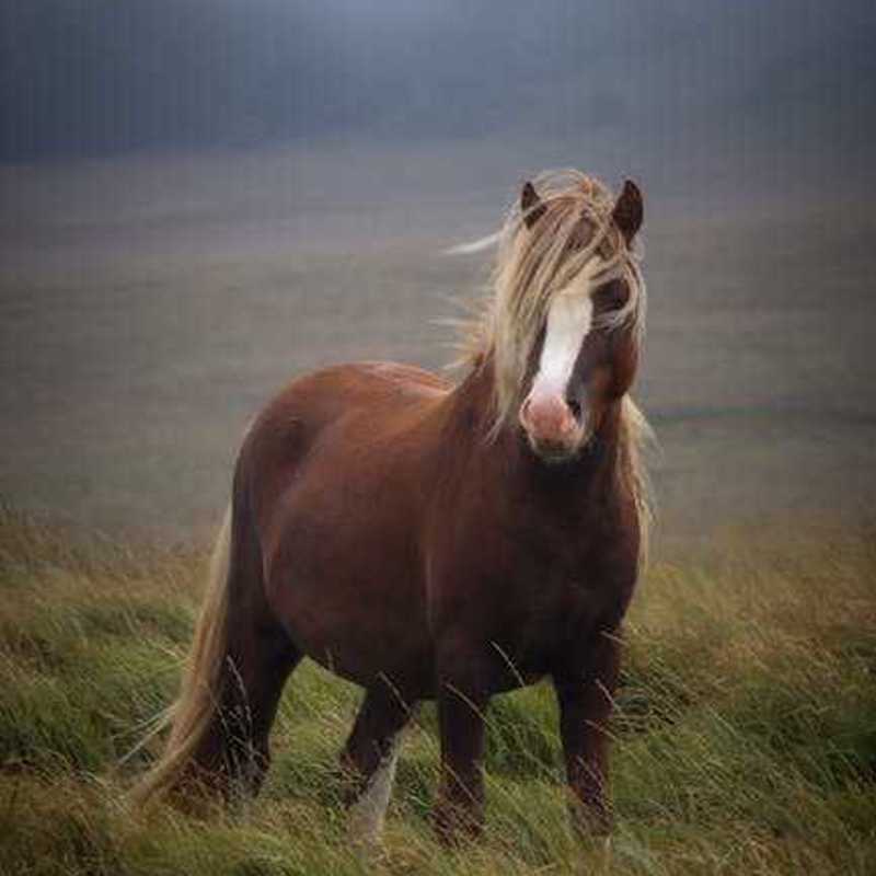 Welsh Pony Og Cob
