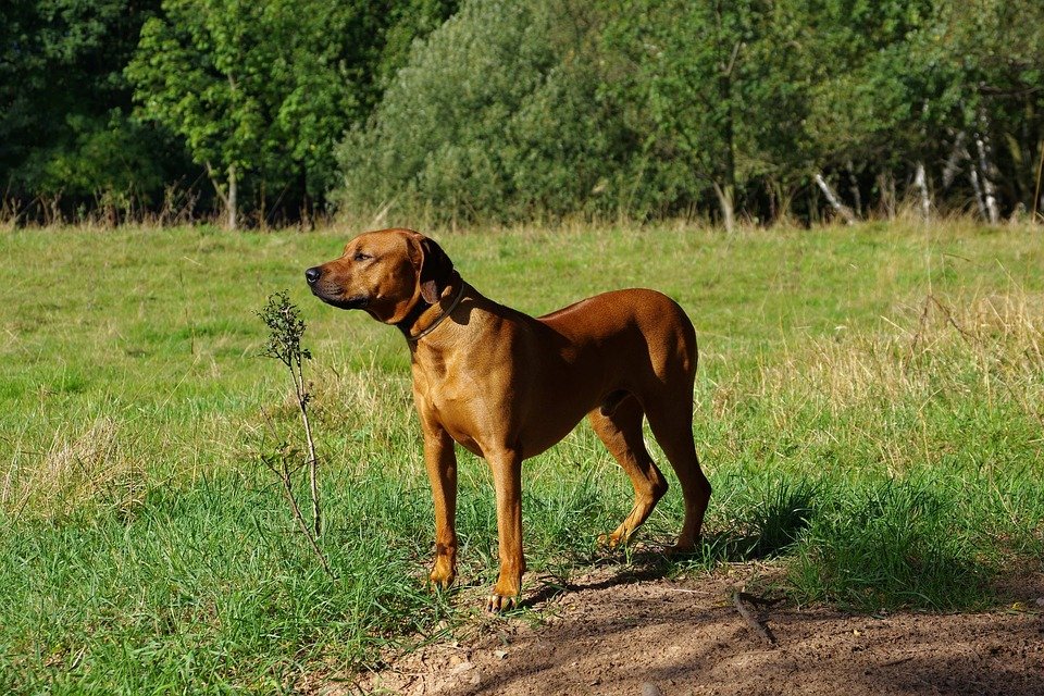 Køb redbone coonhound