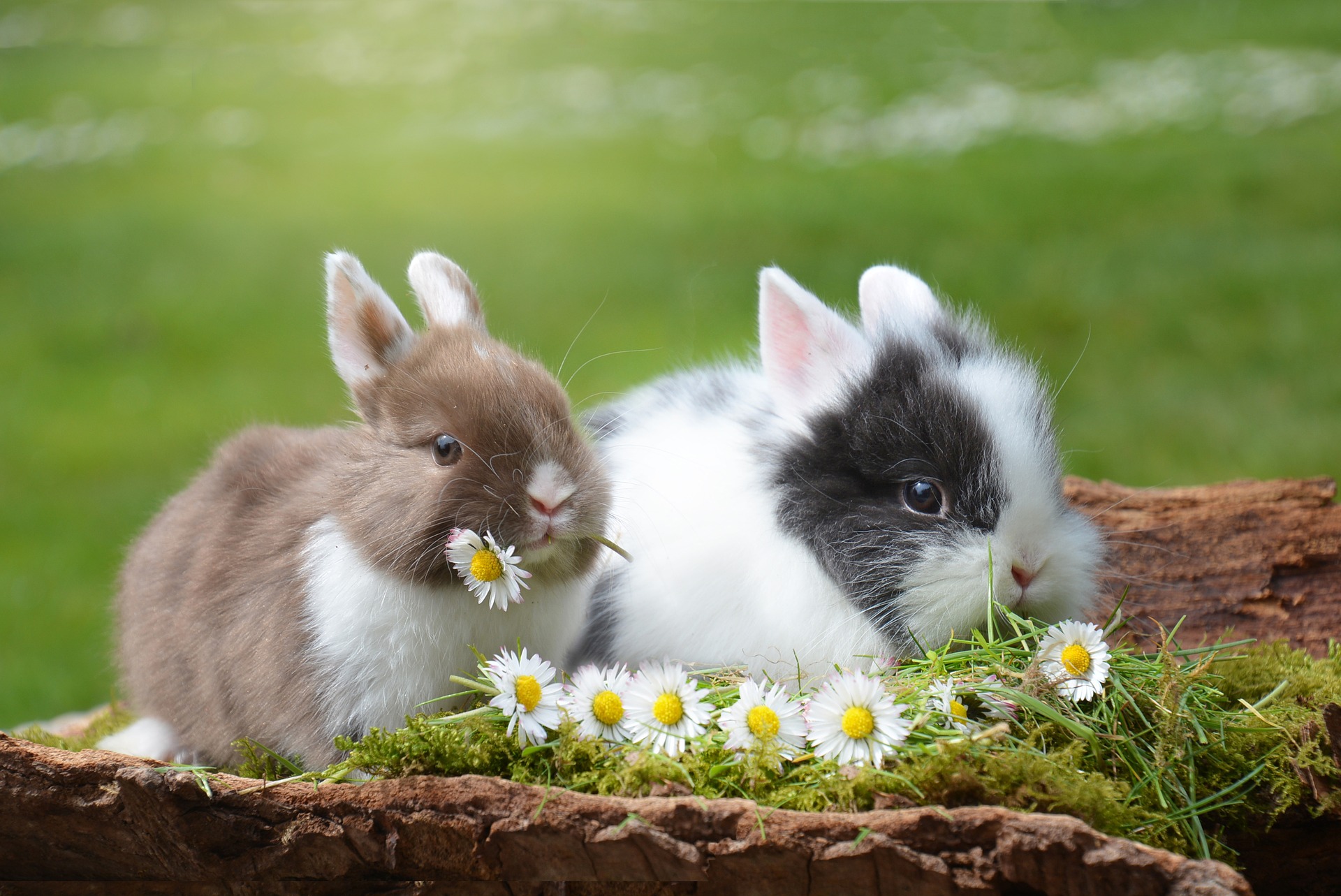 Kaniner - Alt der er værd at vide
