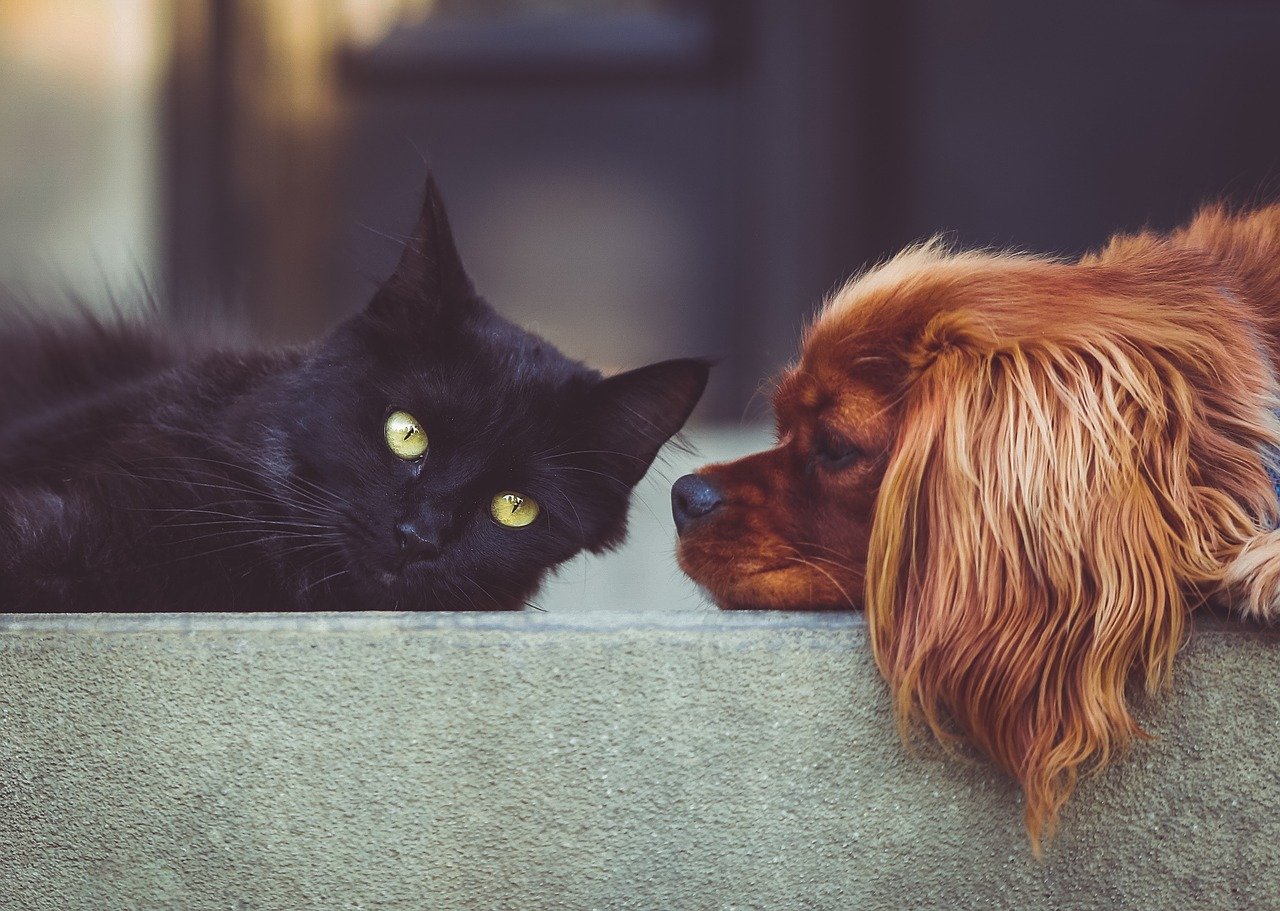 Stødhalsbånd til hunde og katte