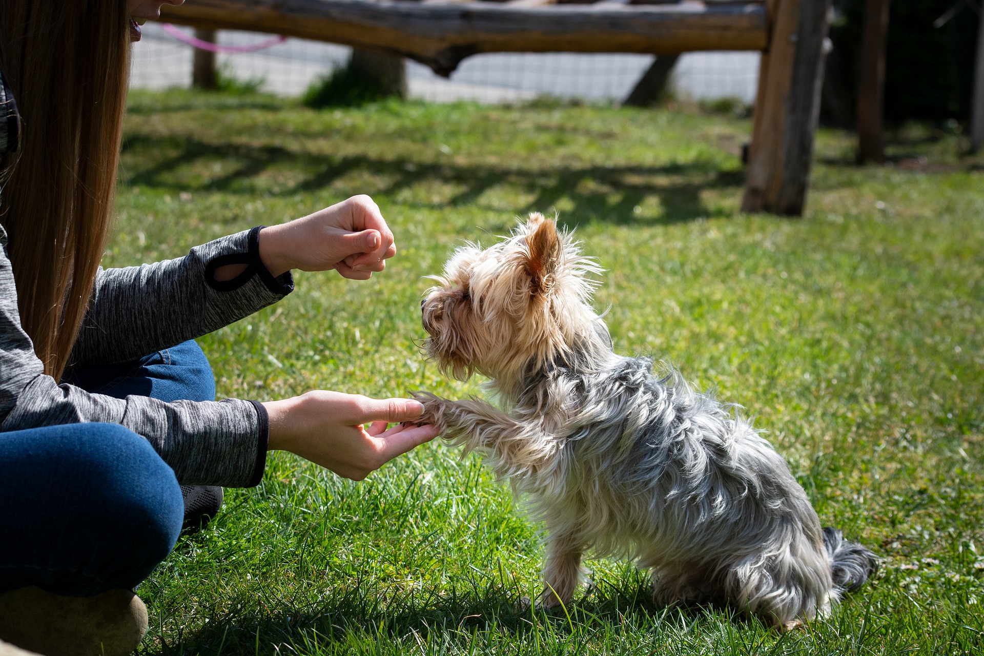 Lær din hunds kropssprog at kende