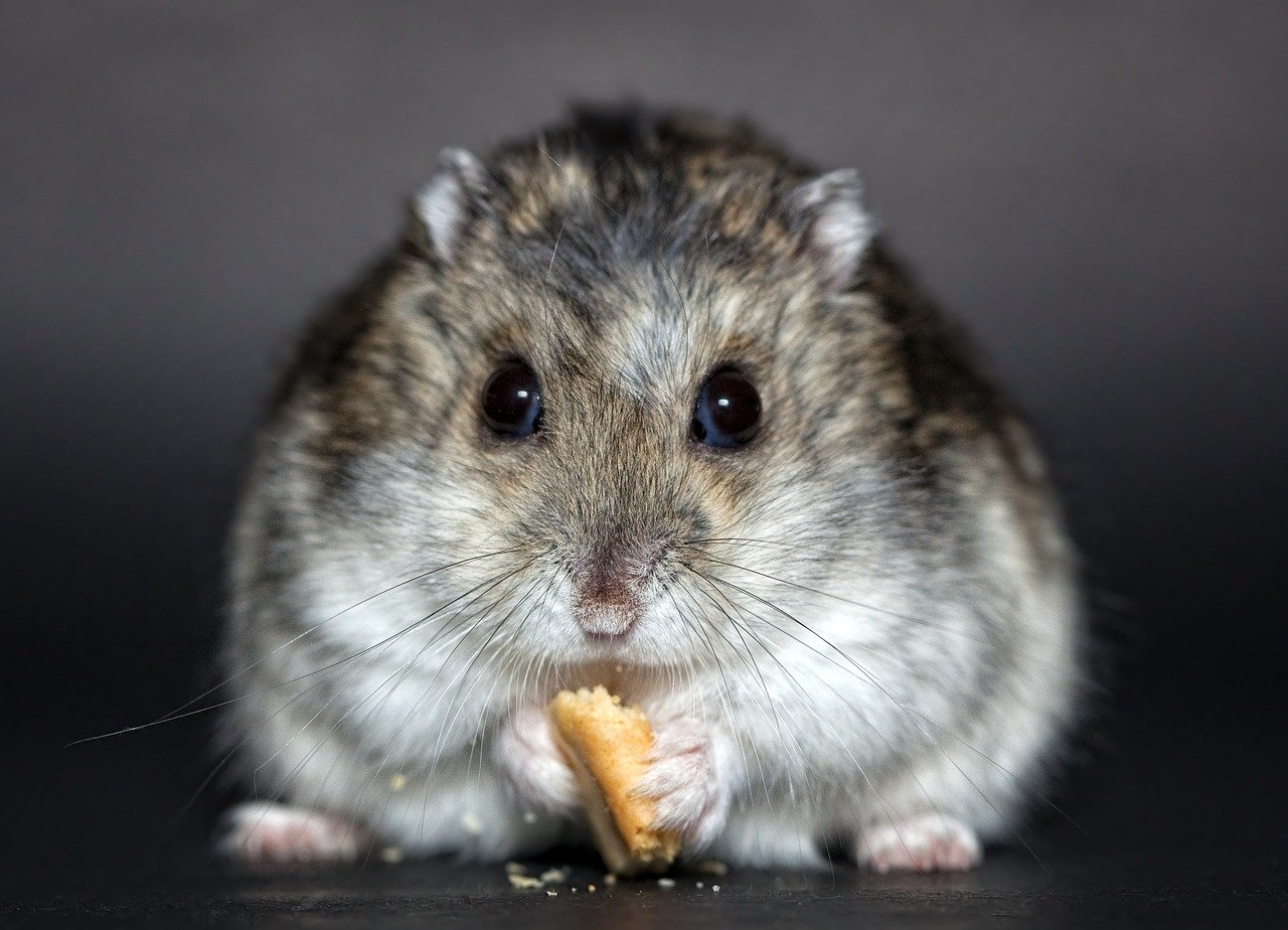 Dette skal du vide omkring pasning af en hamster