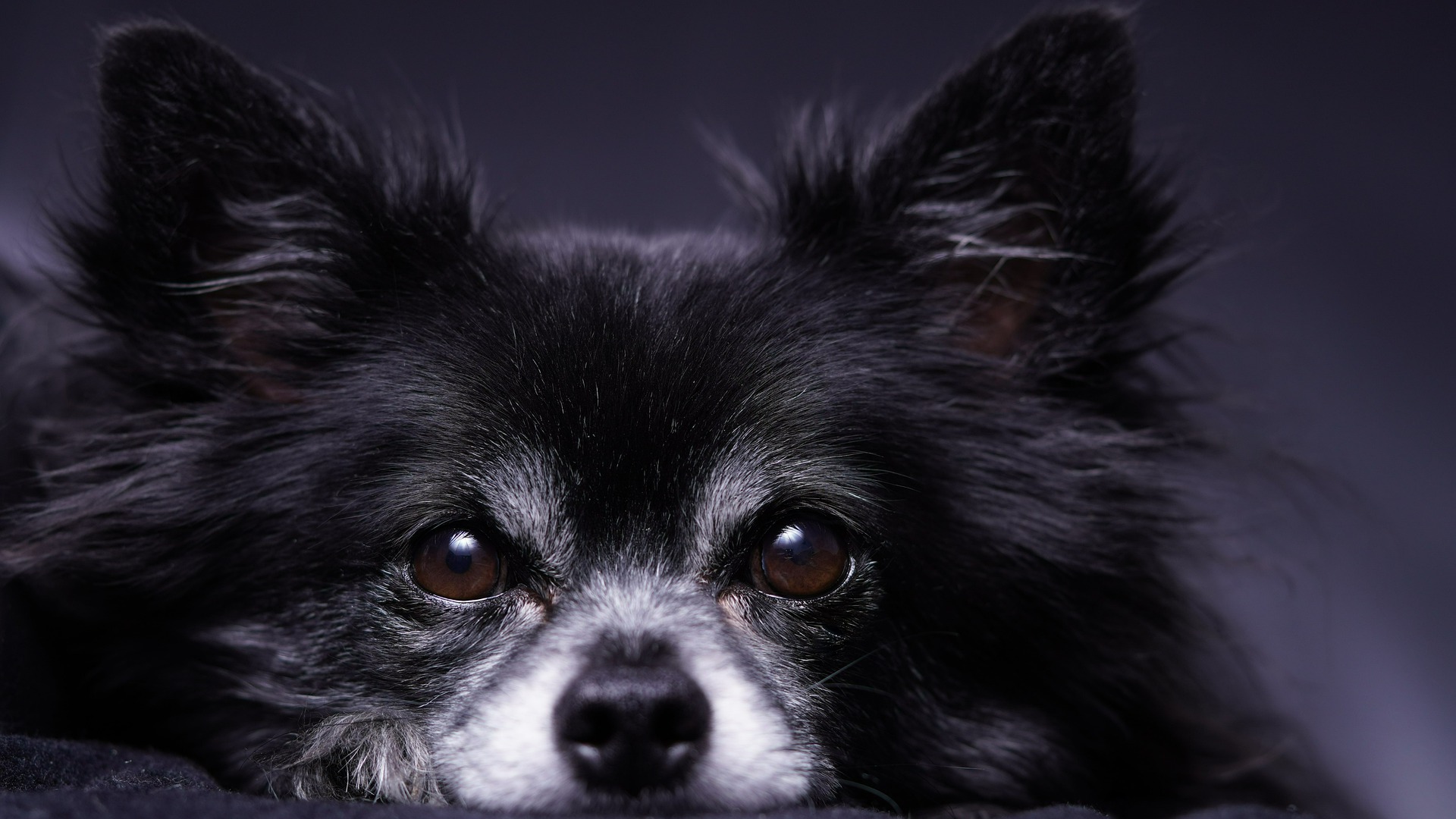 undtagelse Leeds Havn Køb Chihuahua | Find salgsklar hundehvalpe - Dyreportal.dk