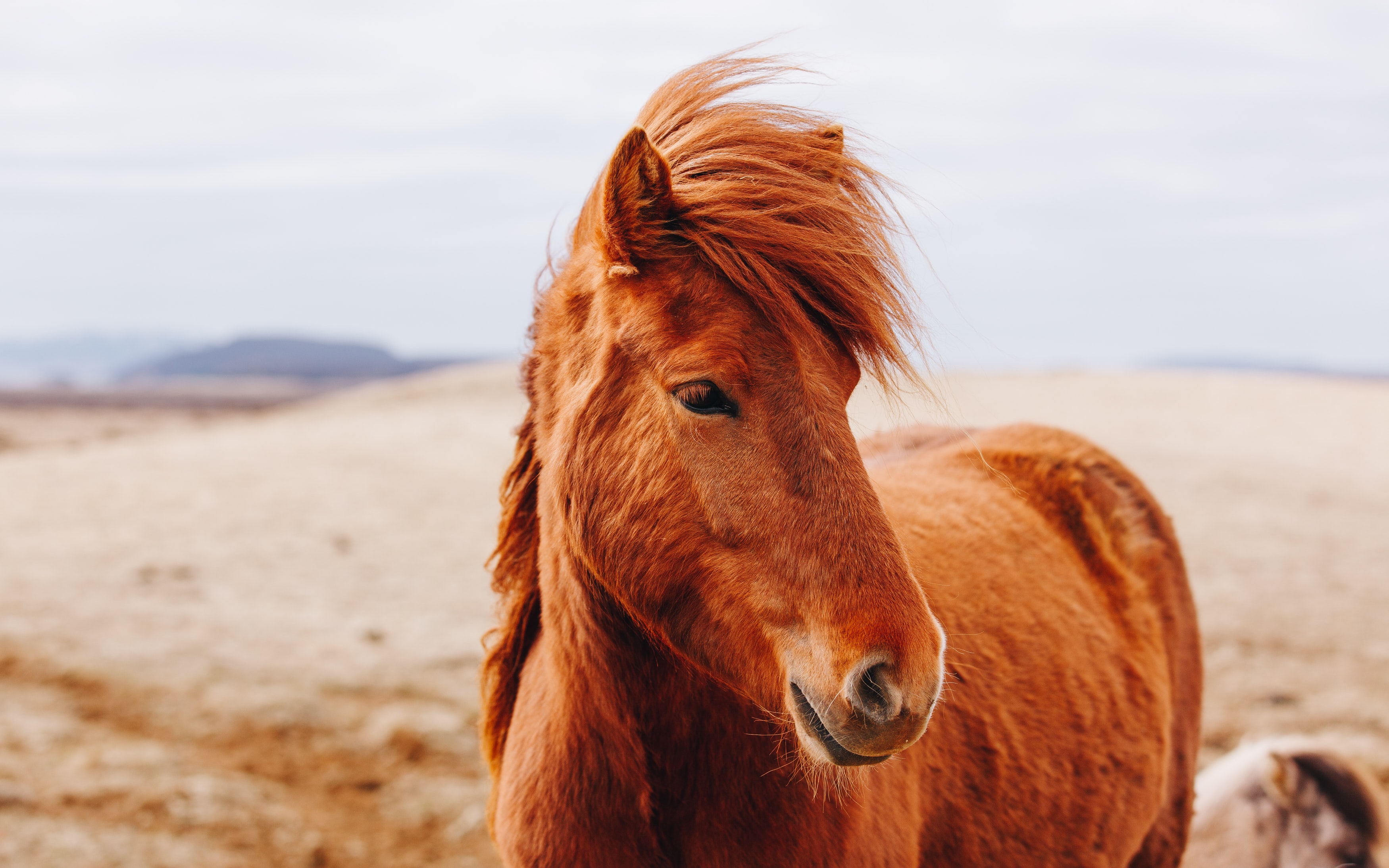 Køb dansk sports pony
