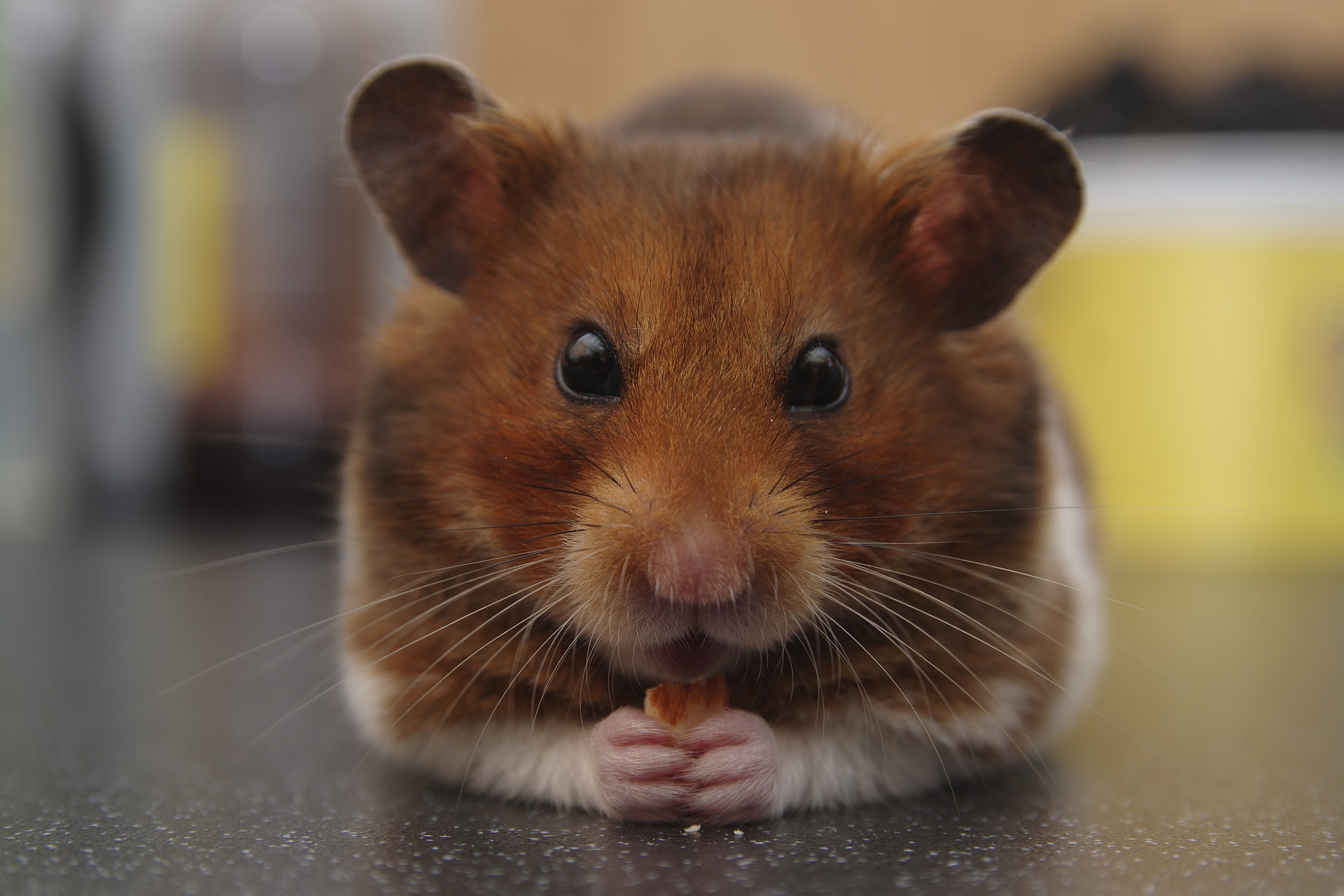 Oprigtighed deadline Normal Hamster til salg | Køb din næste hamster på dyreportal.dk