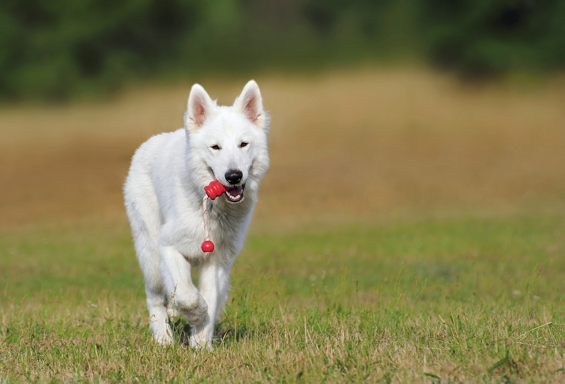 Køb hvid schweizisk hyrdehund