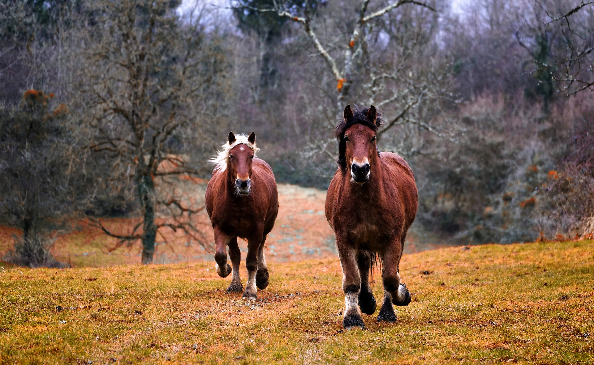Køb Pony online ved dyreportal.dk