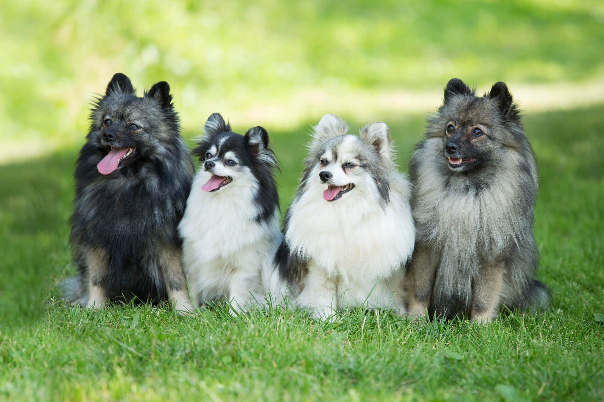 Køb | Find din nye hundehvalp på dyreportal