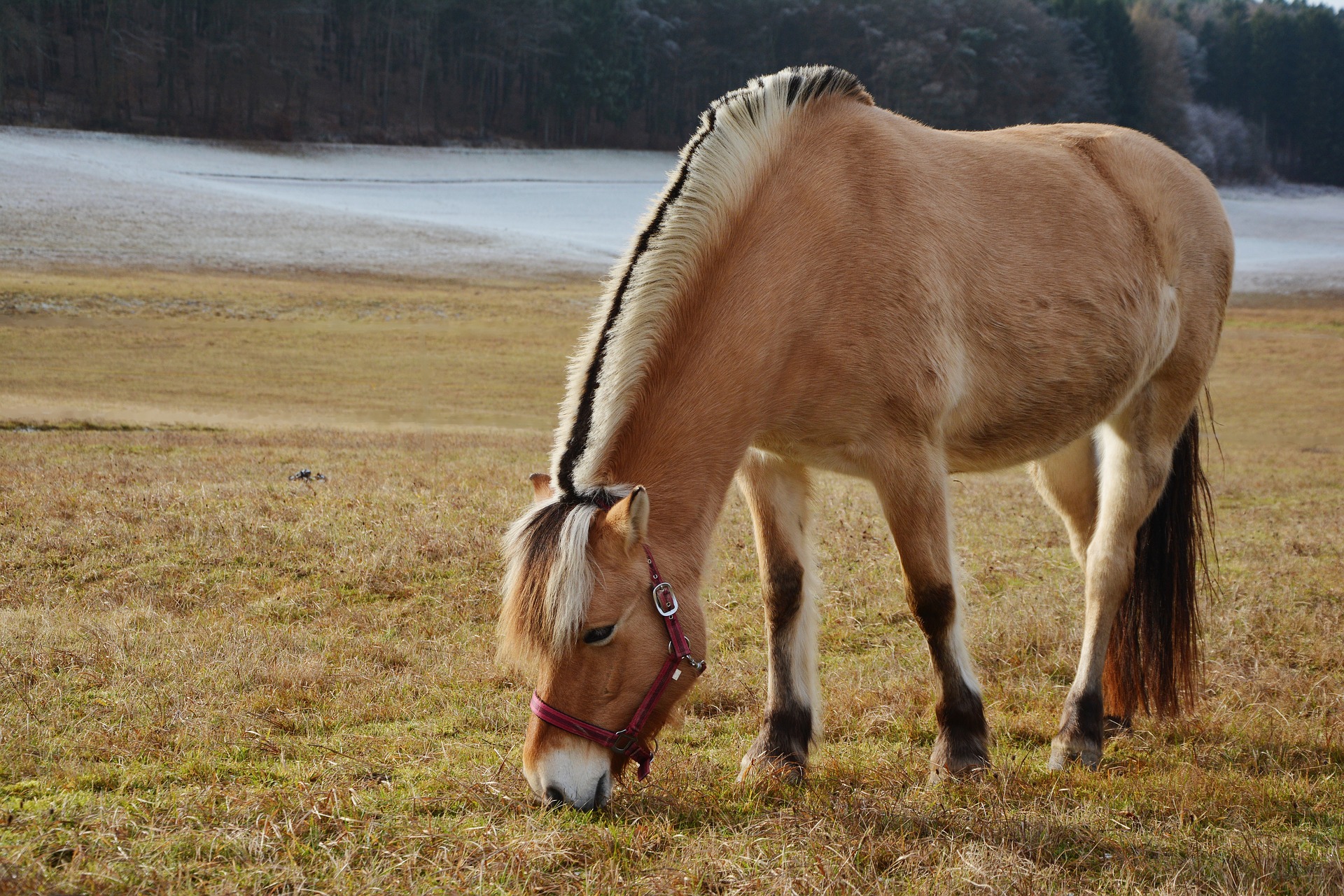 Køb norsk pony