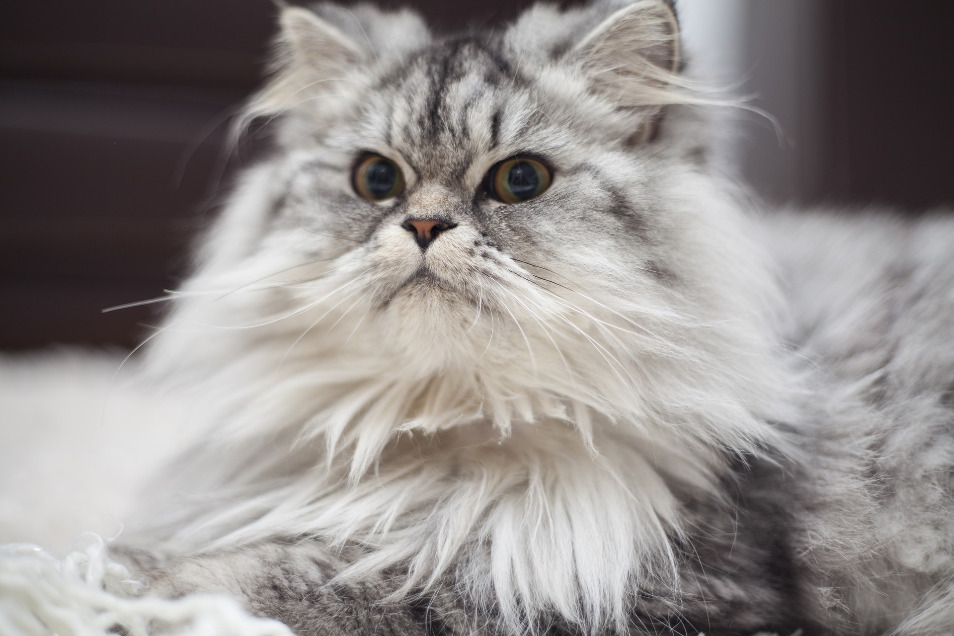 Til salg kat sibirisk Skønne små