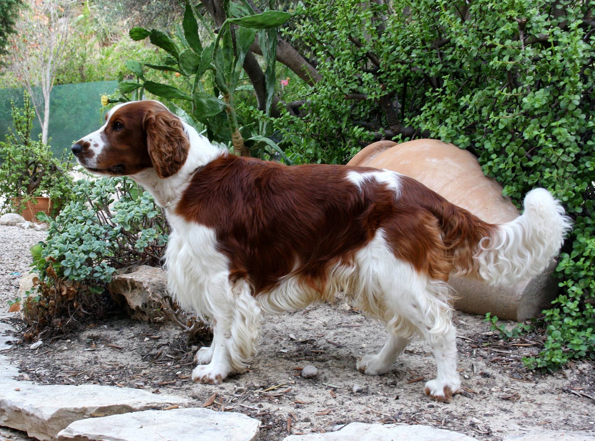 K b Din F t Springer Spaniel Her Hunde Til Salg