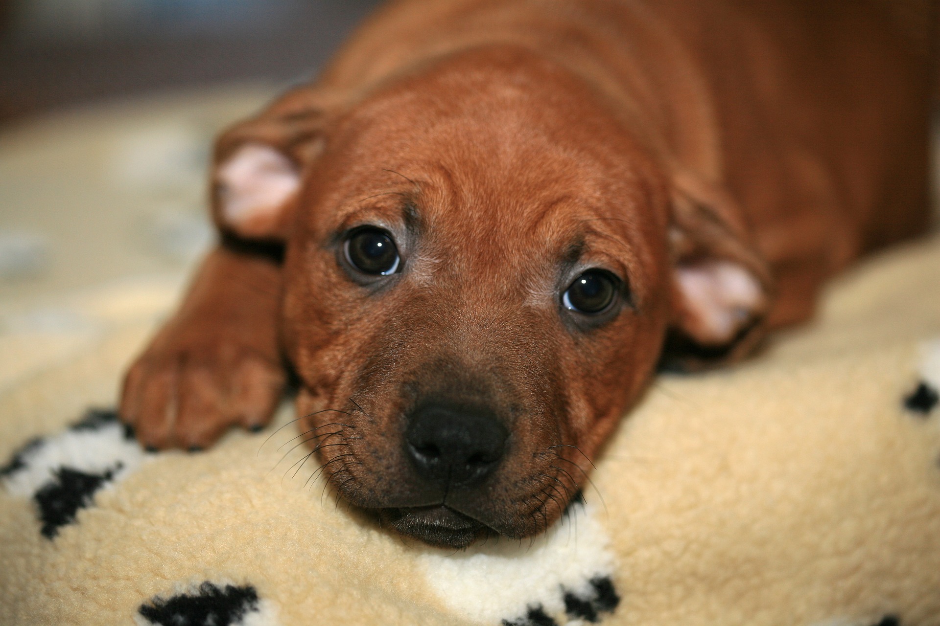 Staffordshire terrier til salg - Hunde salg