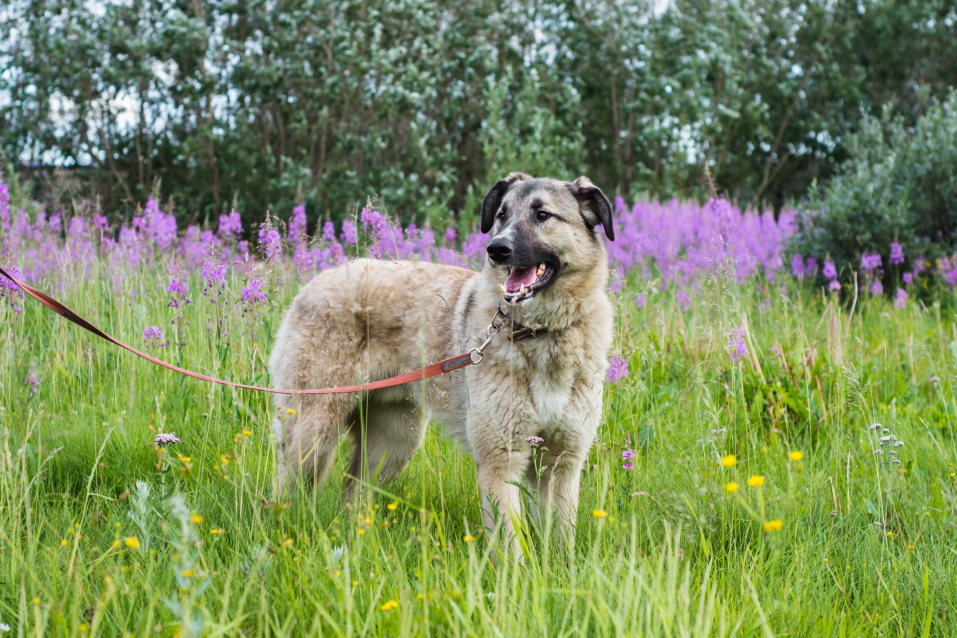 hav det sjovt Certifikat Rusten Anatolsk hyrdehund - Køb og salg af hunde