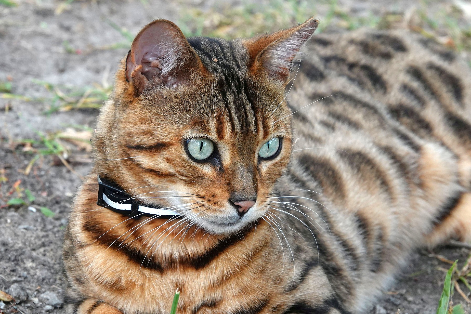 Bengal kattekilling | sikker dyrehandel