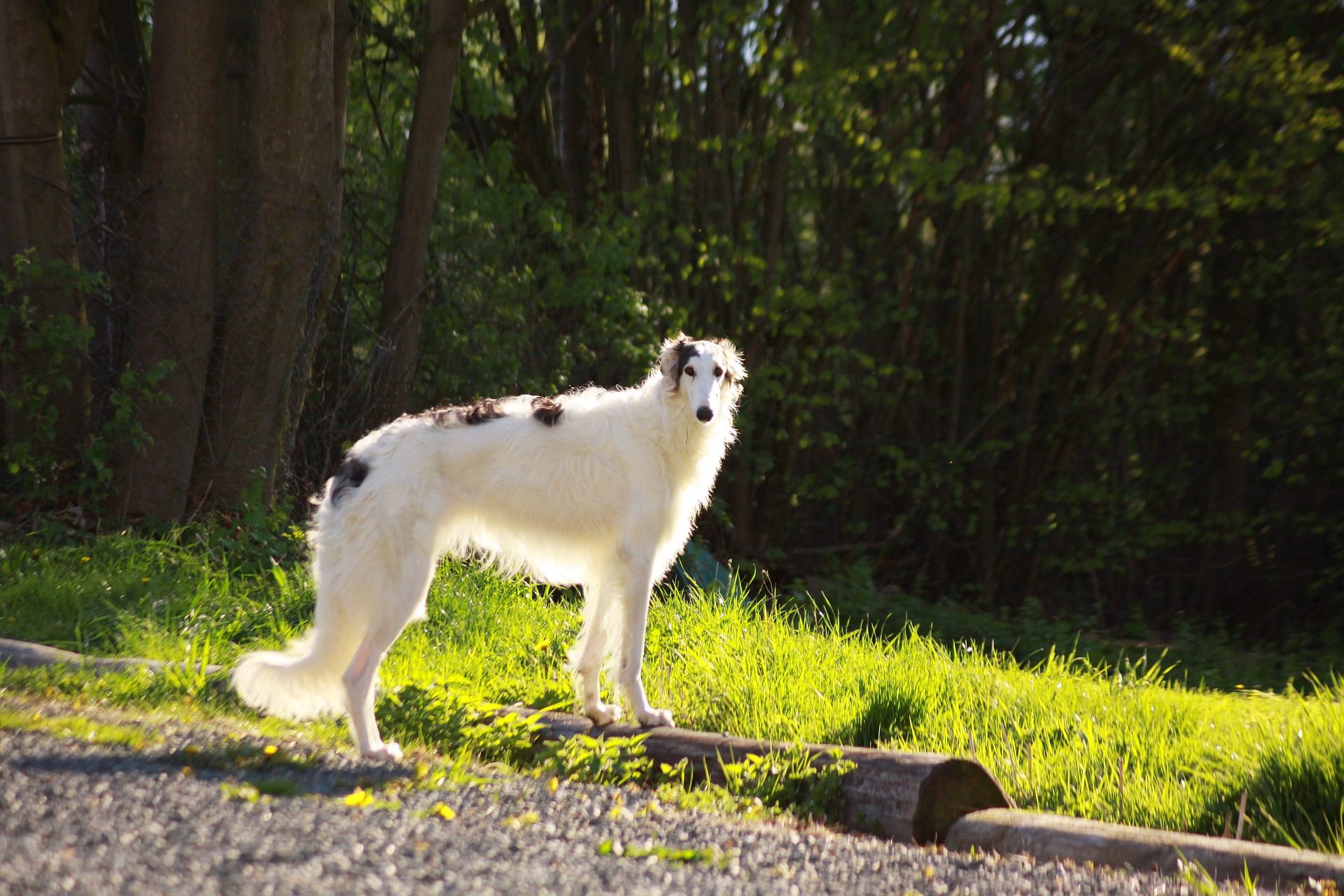 krokodille Forebyggelse succes Køb Borzoi | Se hele listen over hunde som er til salg