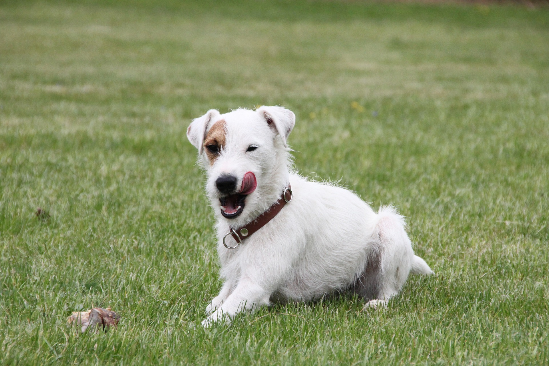 Køb parson russell terrier