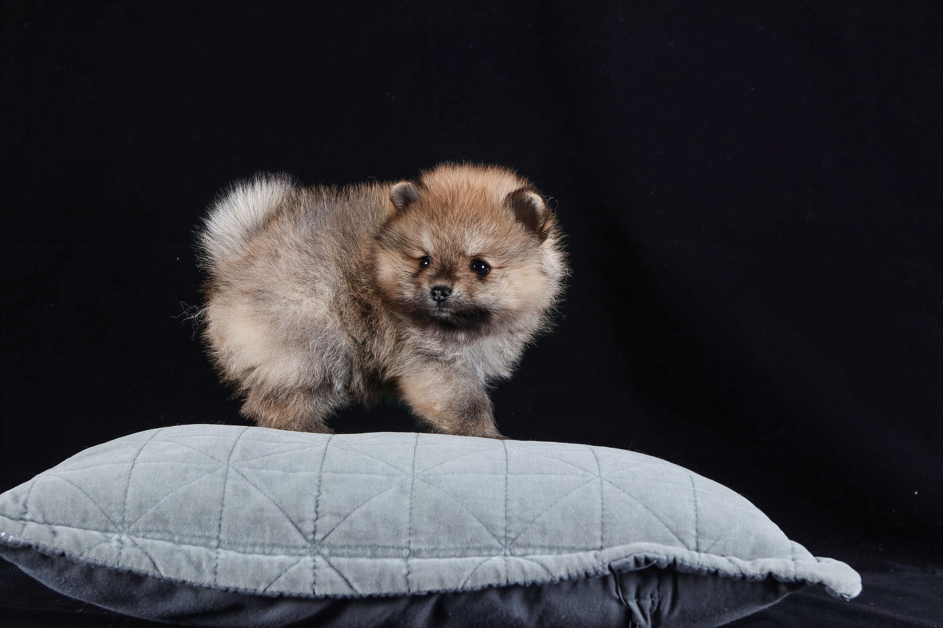 Pomeranian | din nye hundehvalp på dyreportal